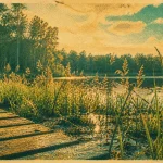 Espace naturel sensible du marais de Montfort : sentier sur caillebotis près d’une roselière