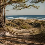 Plage naturiste d'arnaoutchot : sentier de sable dans une pinède vers l’océan